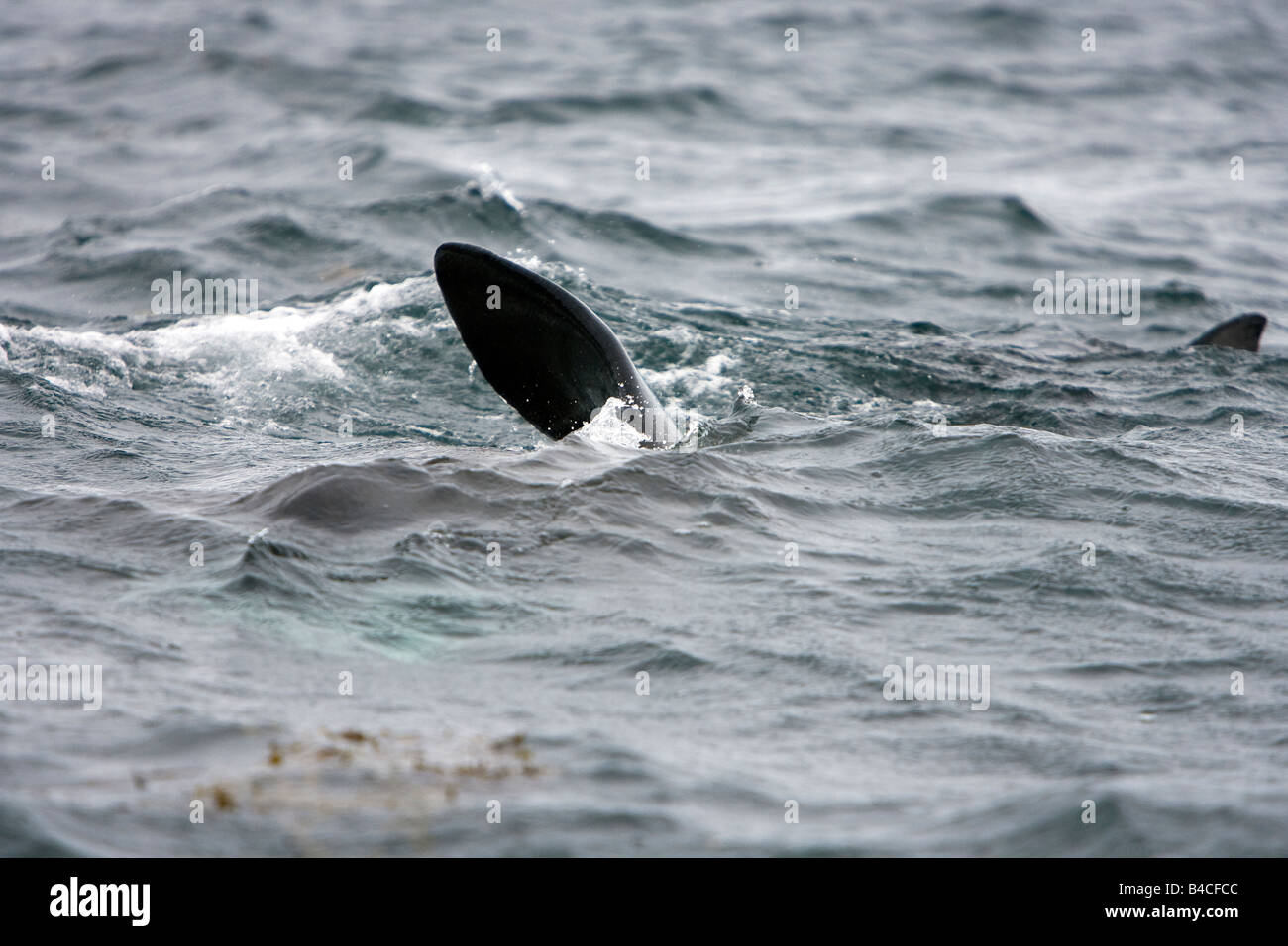 Basking Shark Riesenhai Cetorhinus maximus Gairloch Scotland Stock Photo