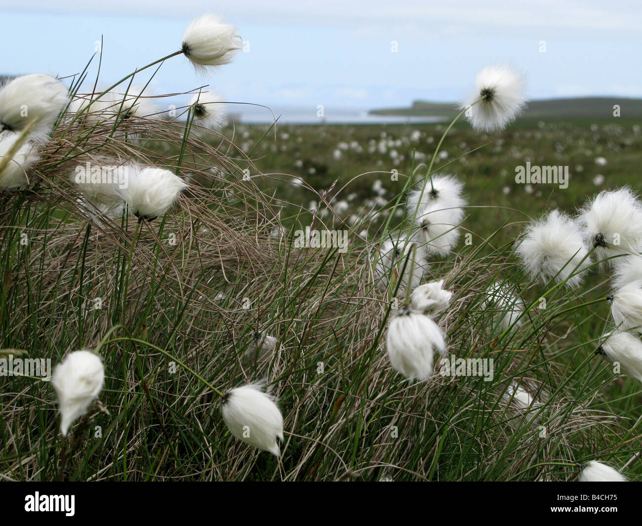 Cotton grass on Eday Orkney Scotland Stock Photo