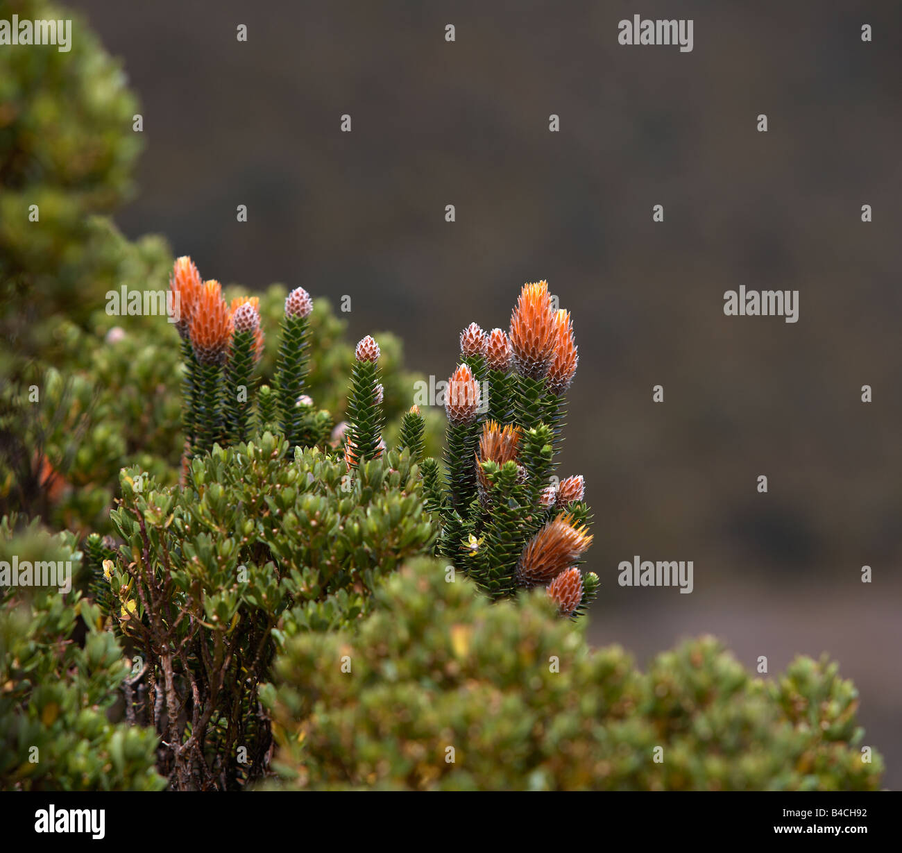 Wild flowers on bush, Mt. Cotopaxi, Ecuador Stock Photo - Alamy