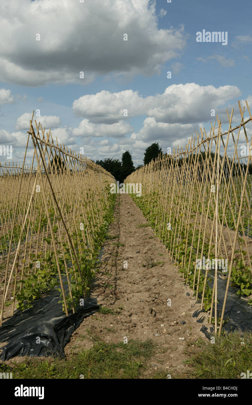 Fruit and vegetable production an a farm in Essex, UK Stock Photo Alamy