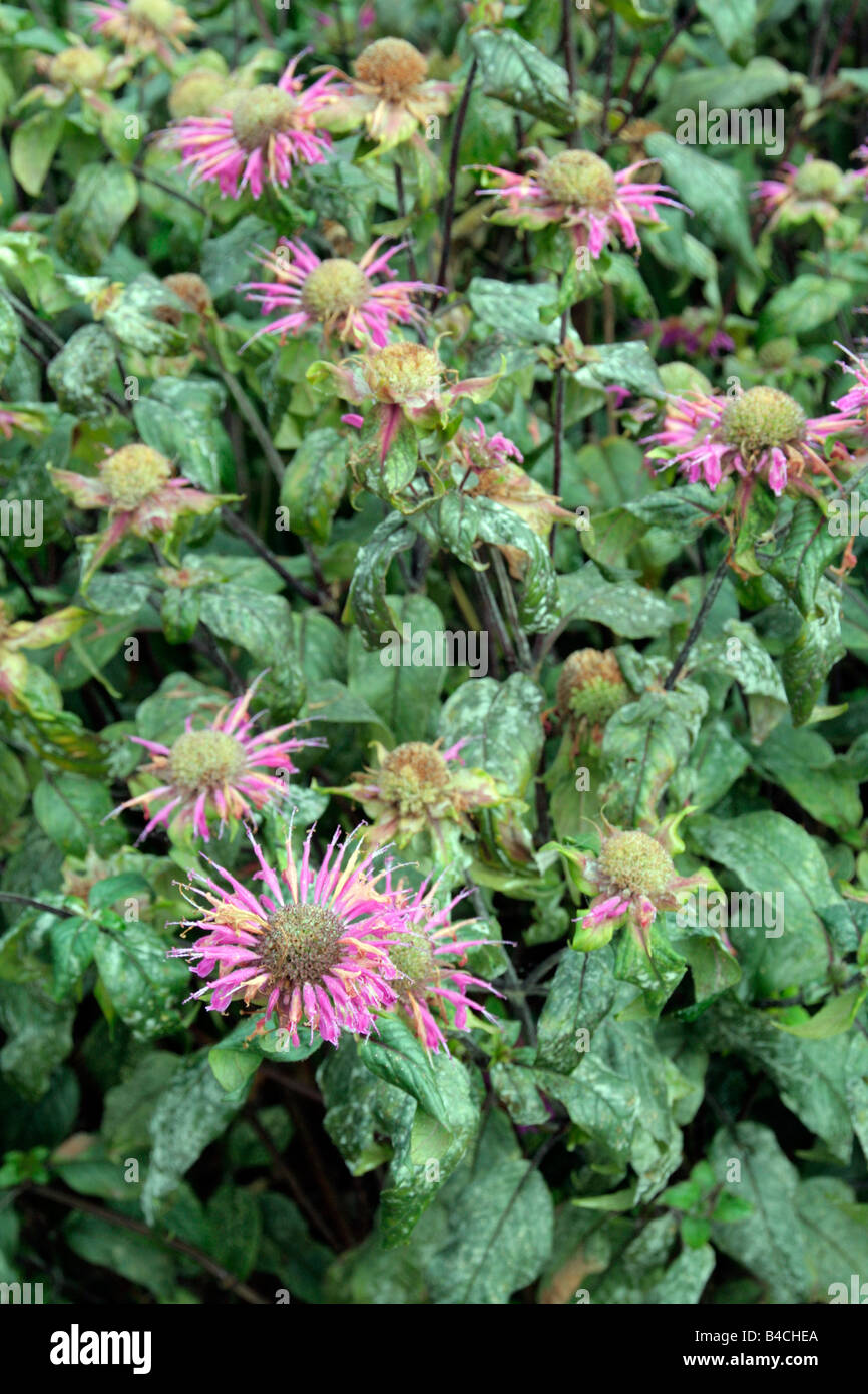 Monarda prairienacht mildew disease foliar foliage leaf unhealthy hi ...