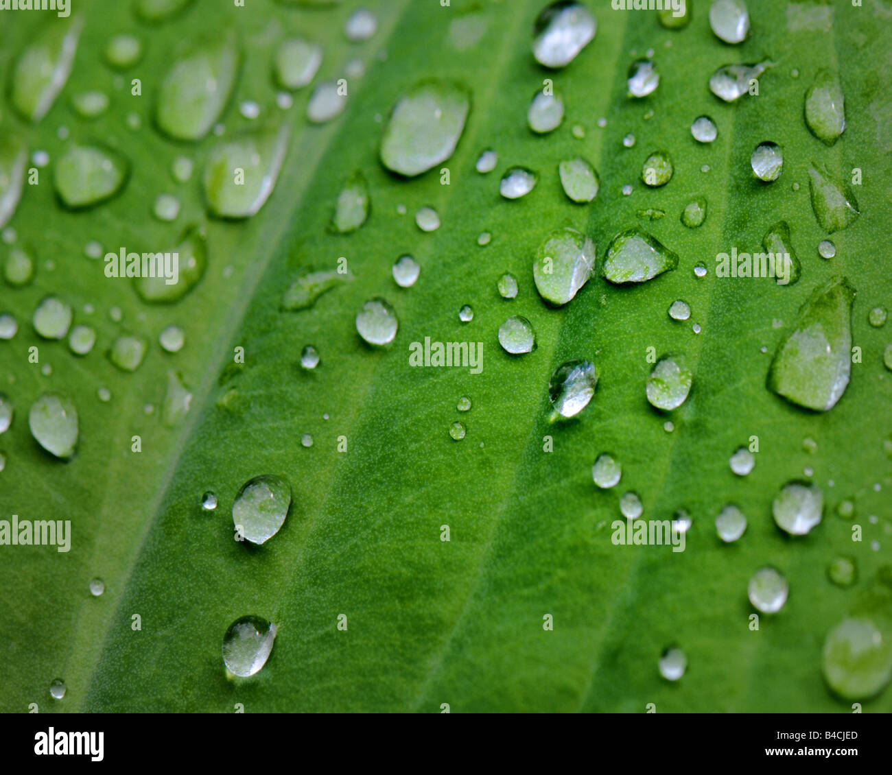 NATURE: Water droplets on green leaf Stock Photo