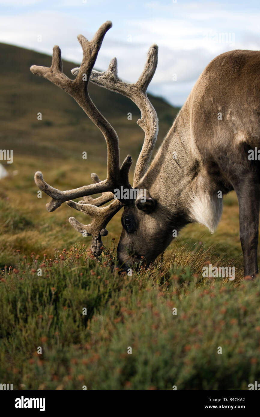 Reindeer Rentier Rangifer tarandus Scotland Cairngorm National Park