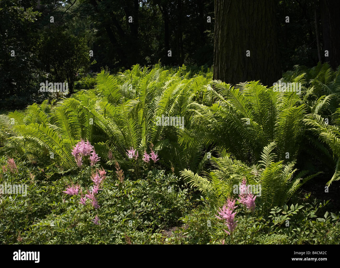 Perfect Ferns High Resolution Stock Photography and Images - Alamy