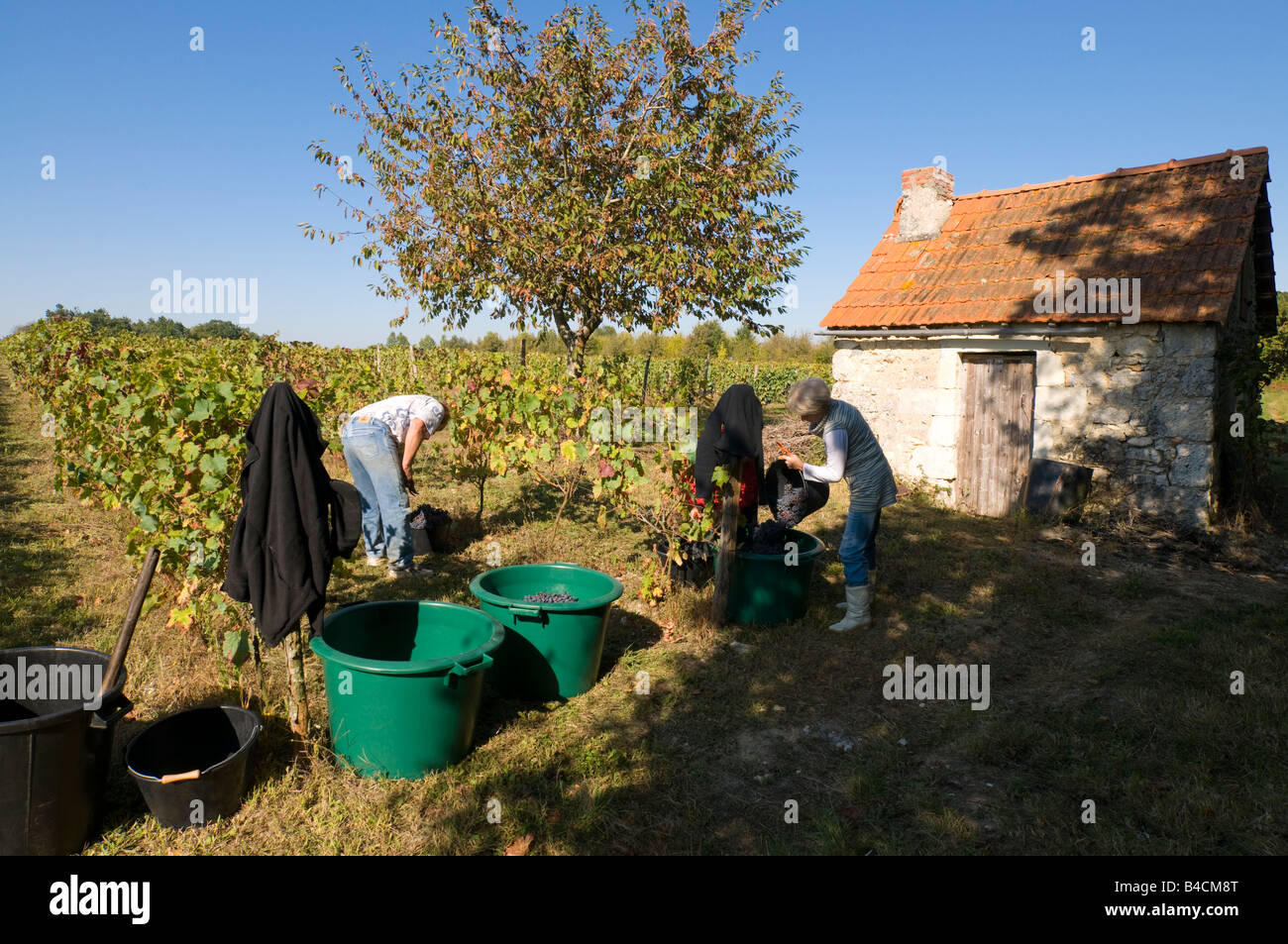 Grape pickers working in vineyard, sud-Touraine, France. Stock Photo