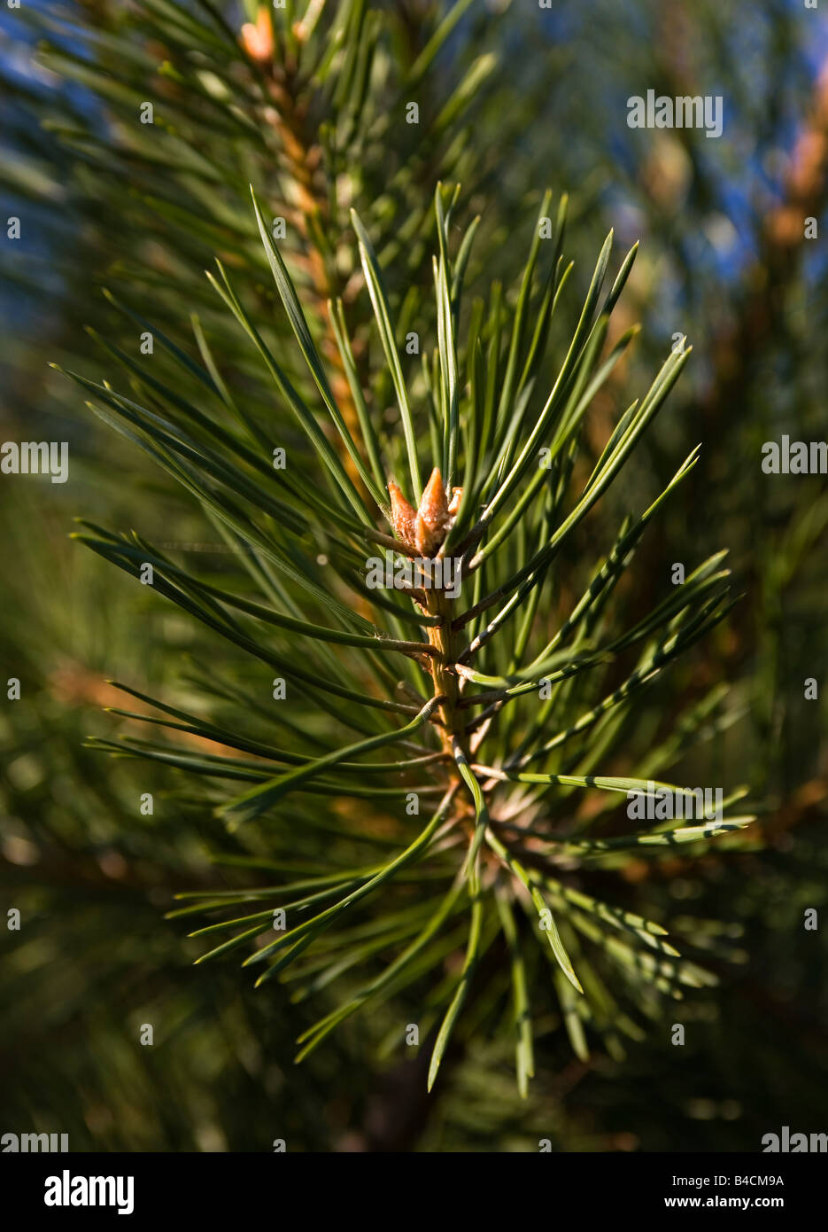Conifer fir tree Stock Photo - Alamy