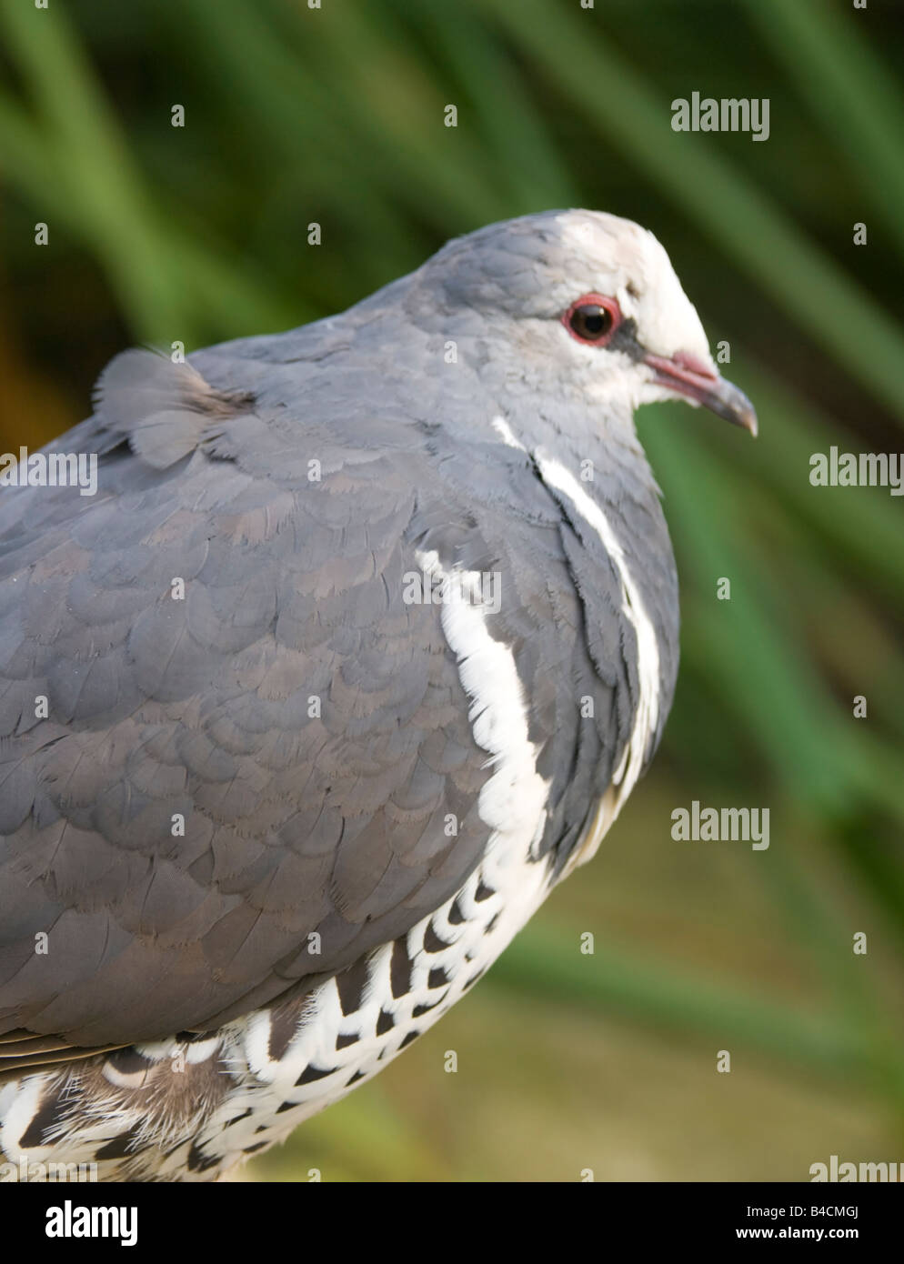 Leucosarcia melanoleuca hires stock photography and images Alamy