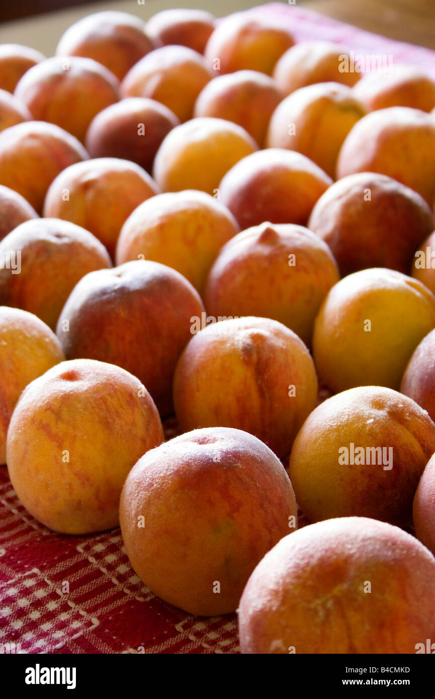 Peaches laid out on a table cloth to ripen Stock Photo