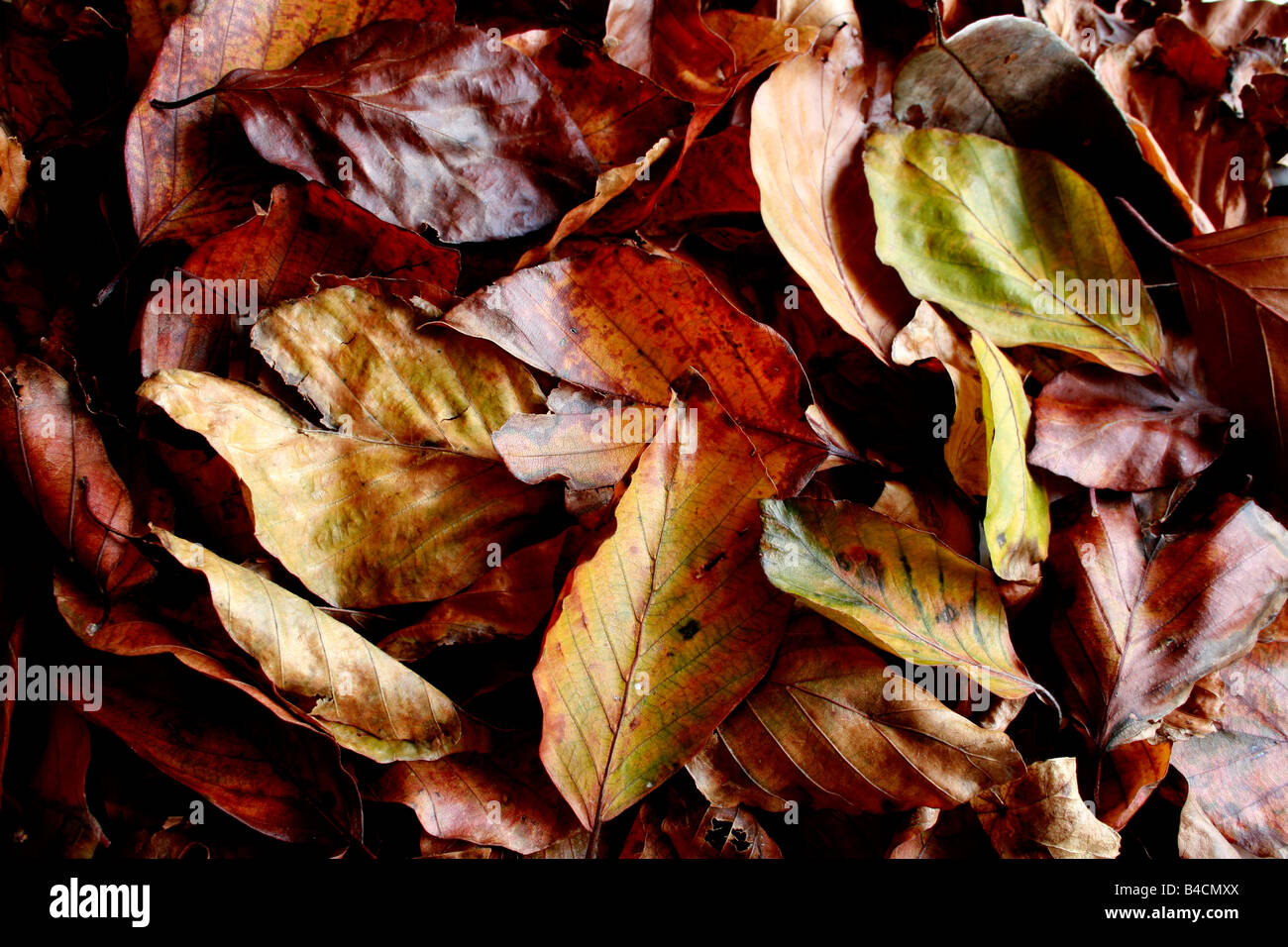 Autumn Leaves from a Purple Beech Tree , UK Stock Photo