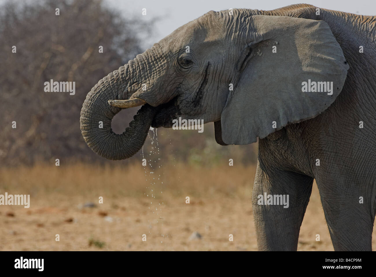 Elephant drinking from waterhole Etosha, Namibia. Stock Photo