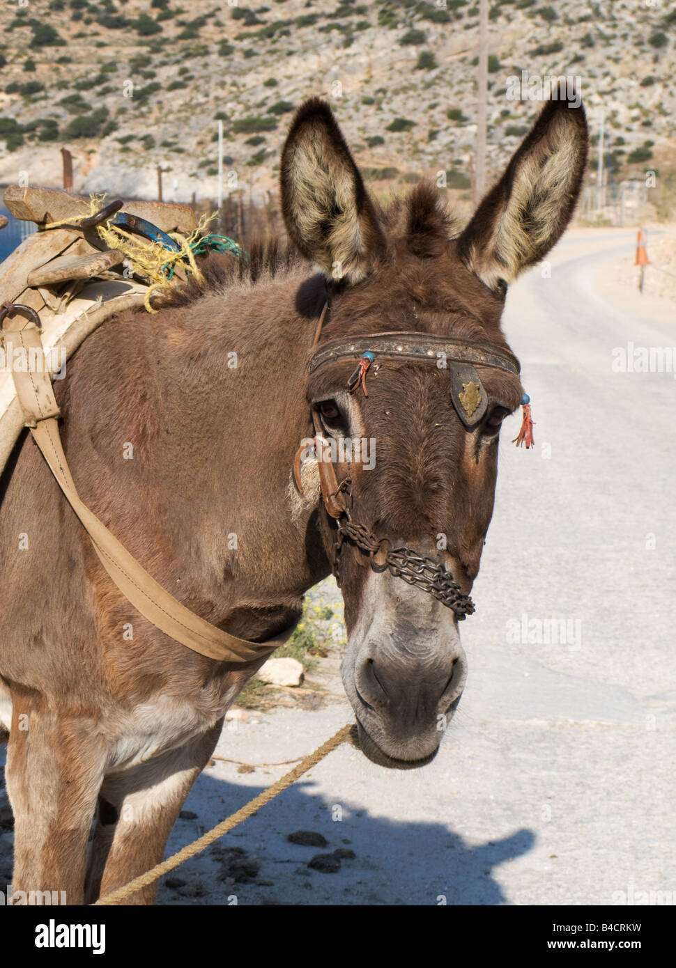 A working donkey on the Cycladic Island of Iraklia, Greece Stock Photo