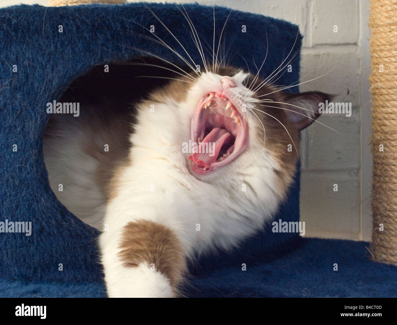 Young Ragdoll cat yawning Stock Photo