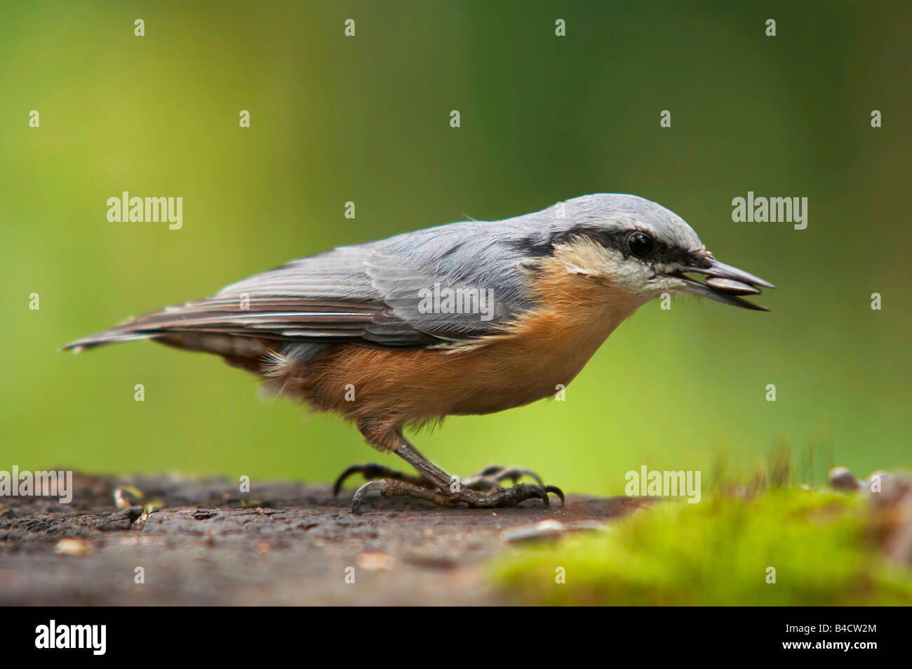 bird - nuthack - with grain in the beak - glutton Stock Photo - Alamy