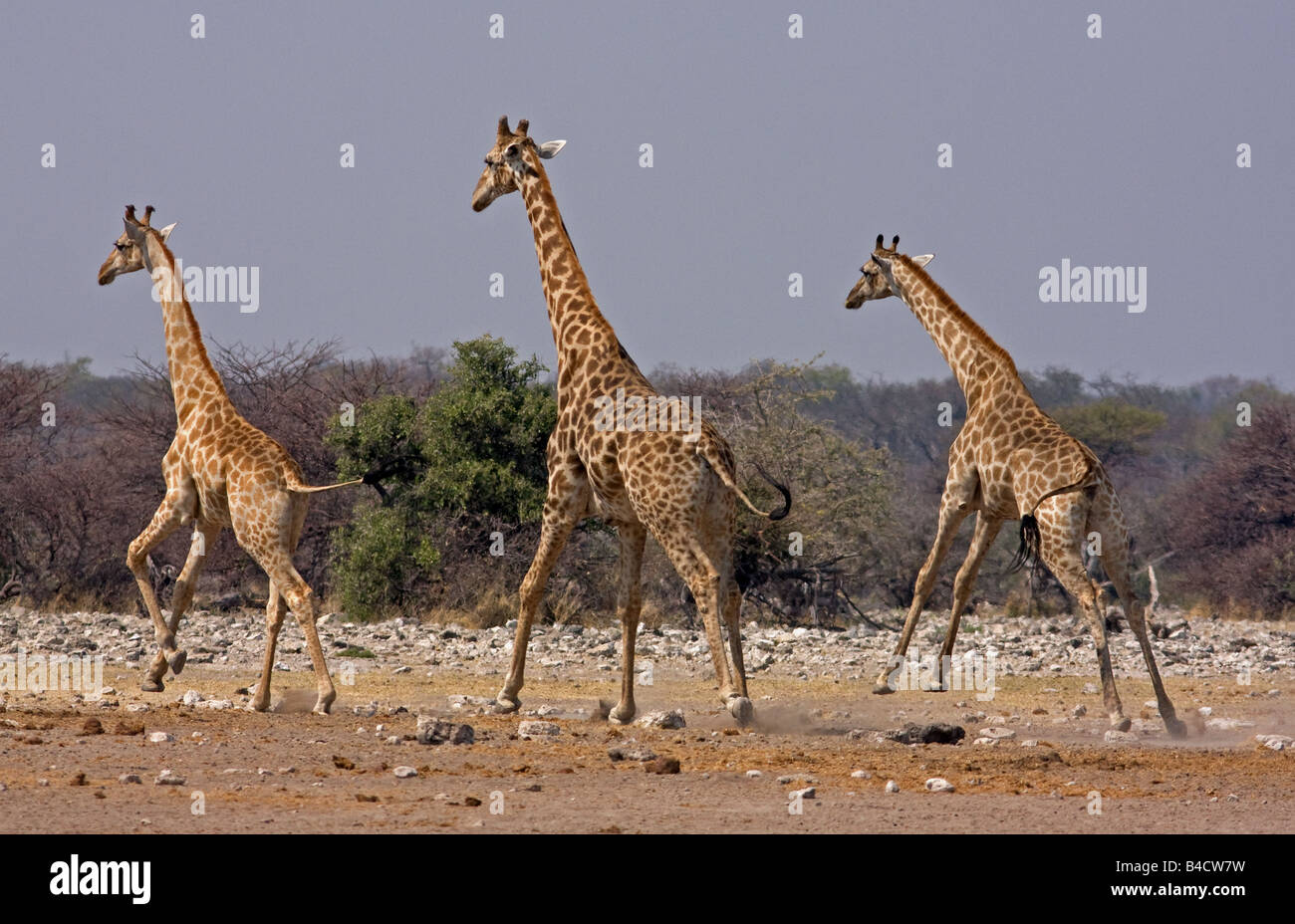 Giraffes running away from a nearby waterhole, becoming very wary of lions. Stock Photo