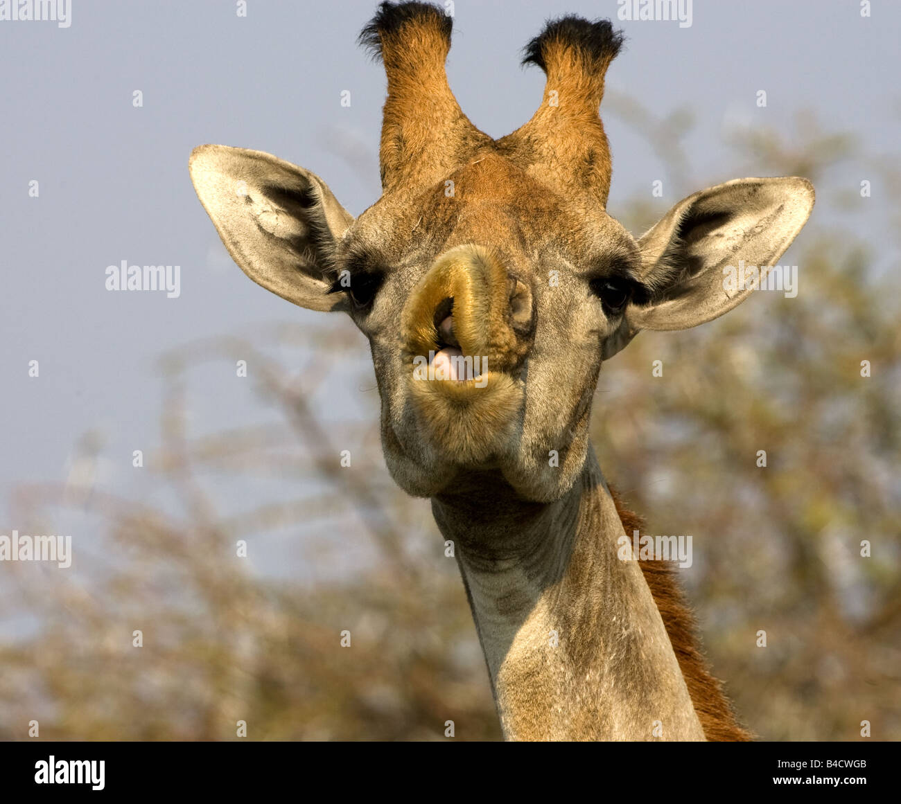 Giraffe chewing leaves, Namibia. Stock Photo