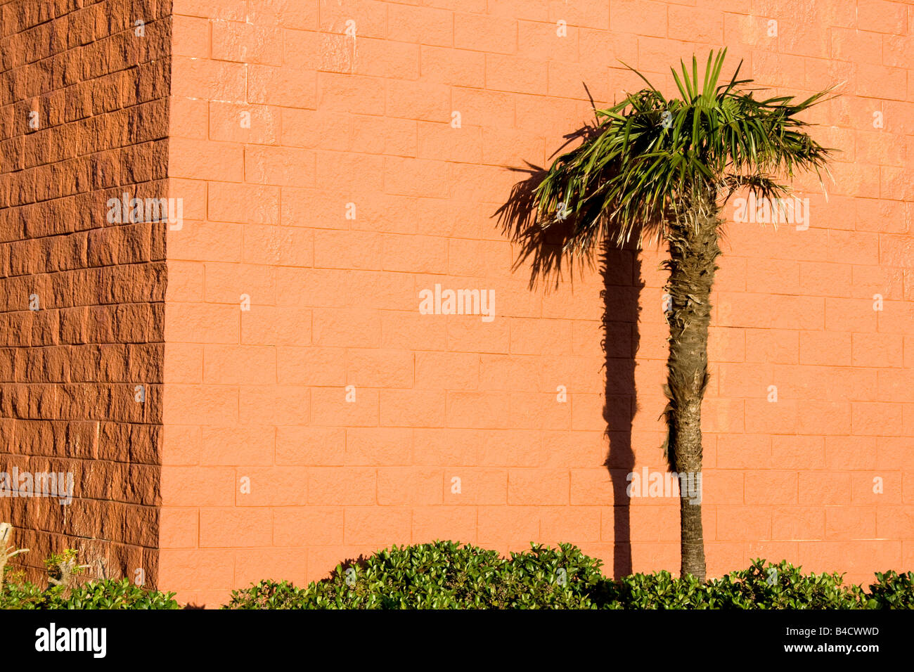Florida Cabbage palm tree in front of an orange wall on a sunny day Stock Photo