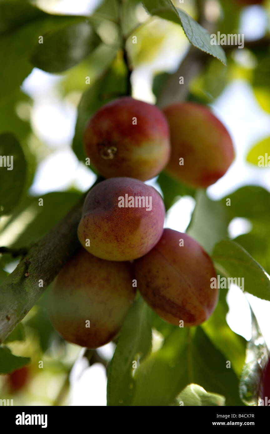 a bunch of plums growing in tree during summer months in England Europe