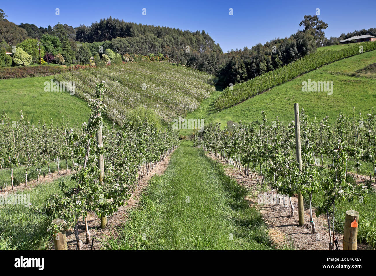 Adelaide Hills Vineyard Stock Photo Alamy