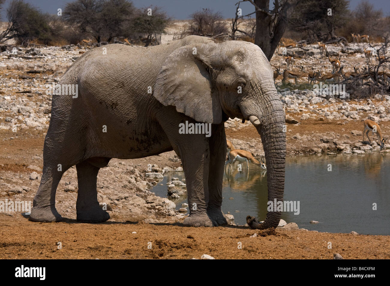 African adult elephant near waterhole. Stock Photo