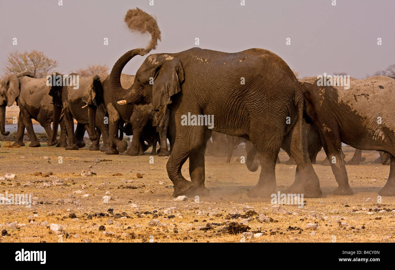Elephant herd moving away from a recently visited waterhole in Namibia, Africa. Stock Photo