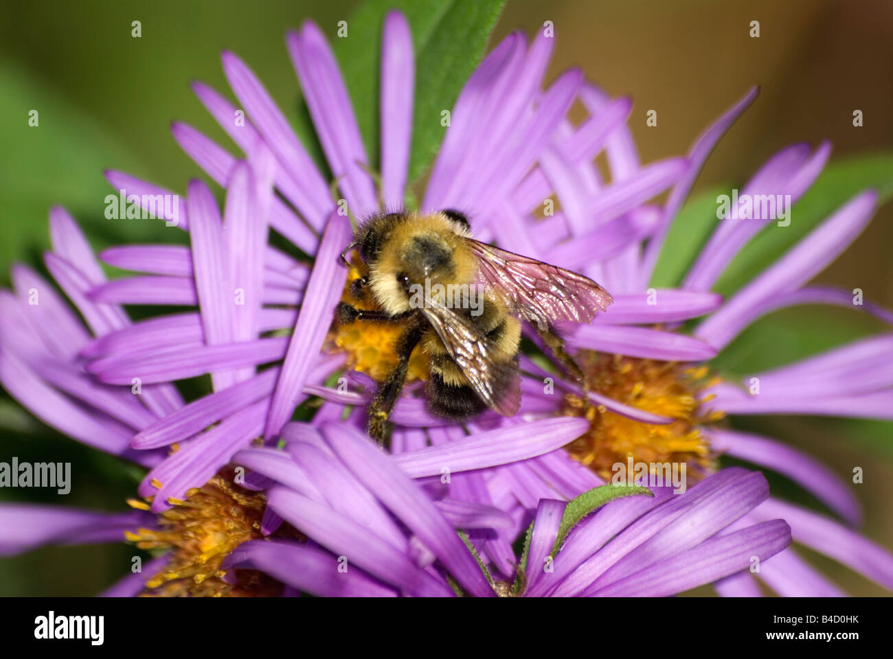 Common Eastern Bumble Bee Bombus impatiens on Purple Aster Stock Photo