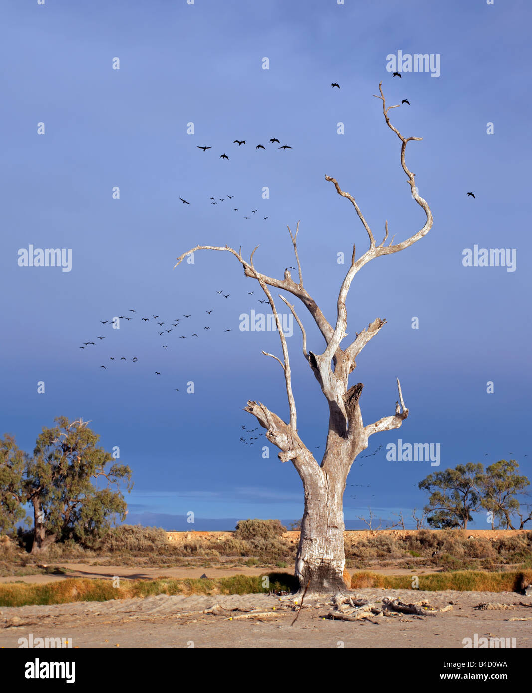 Dead Gums on the waters edge of Lake Bonney with flocks of cormorants flying by, Barmera Riverland South Australia Stock Photo