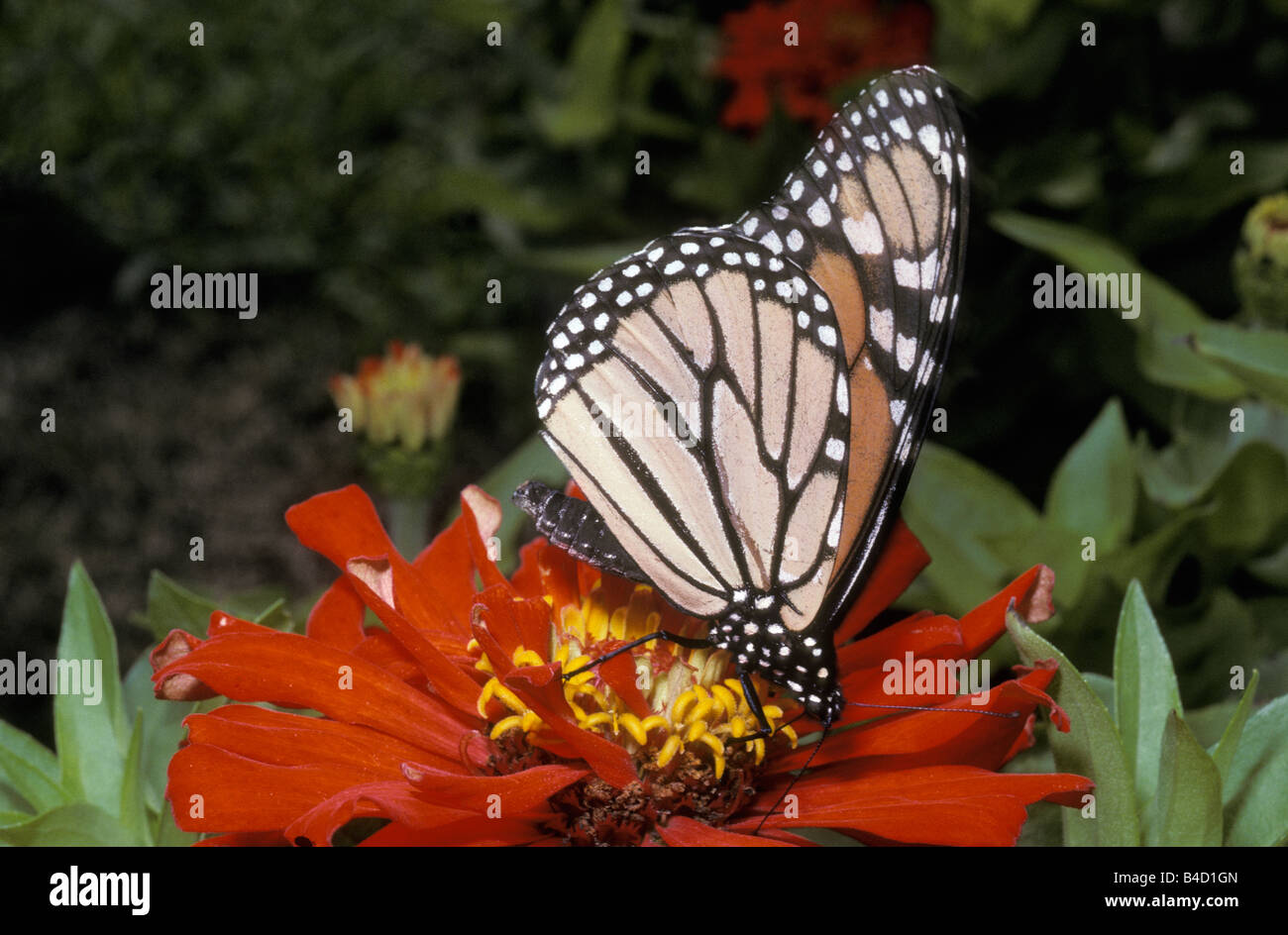 Monarch butterfly Danaus plexippus Nymphalidae Danainae feeding on a ...
