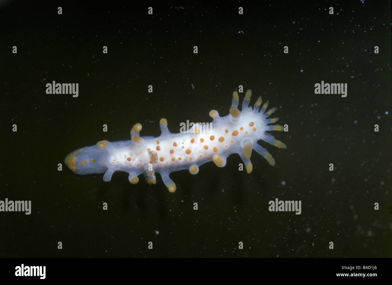 SEA SLUG IN ROCK POOL Jersey. Channel Islands Stock Photo - Alamy