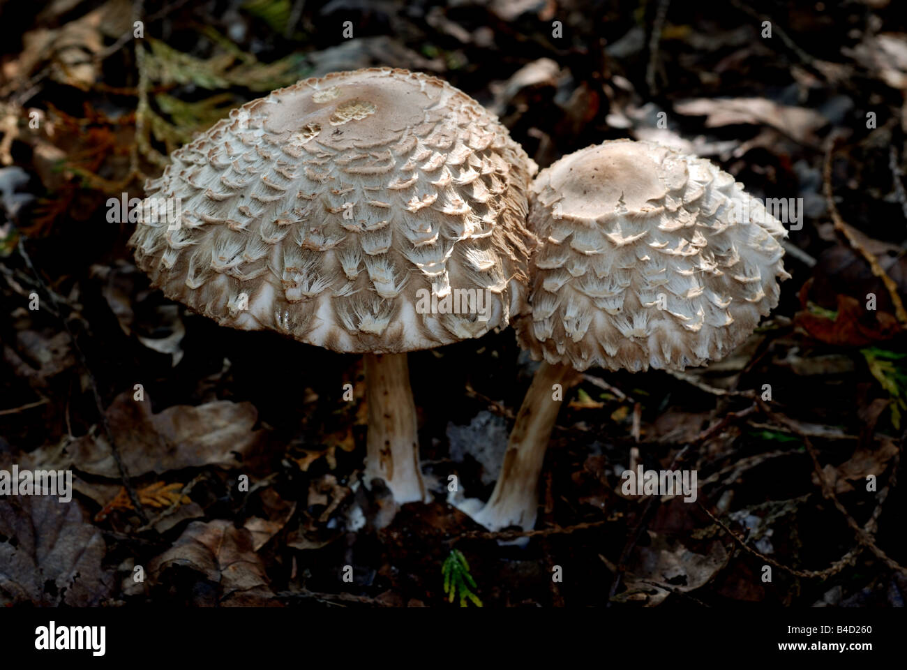 Shaggy Parasol Mushroom Chlorophyllum rhacodes in woodland, Warwickshire, UK Stock Photo