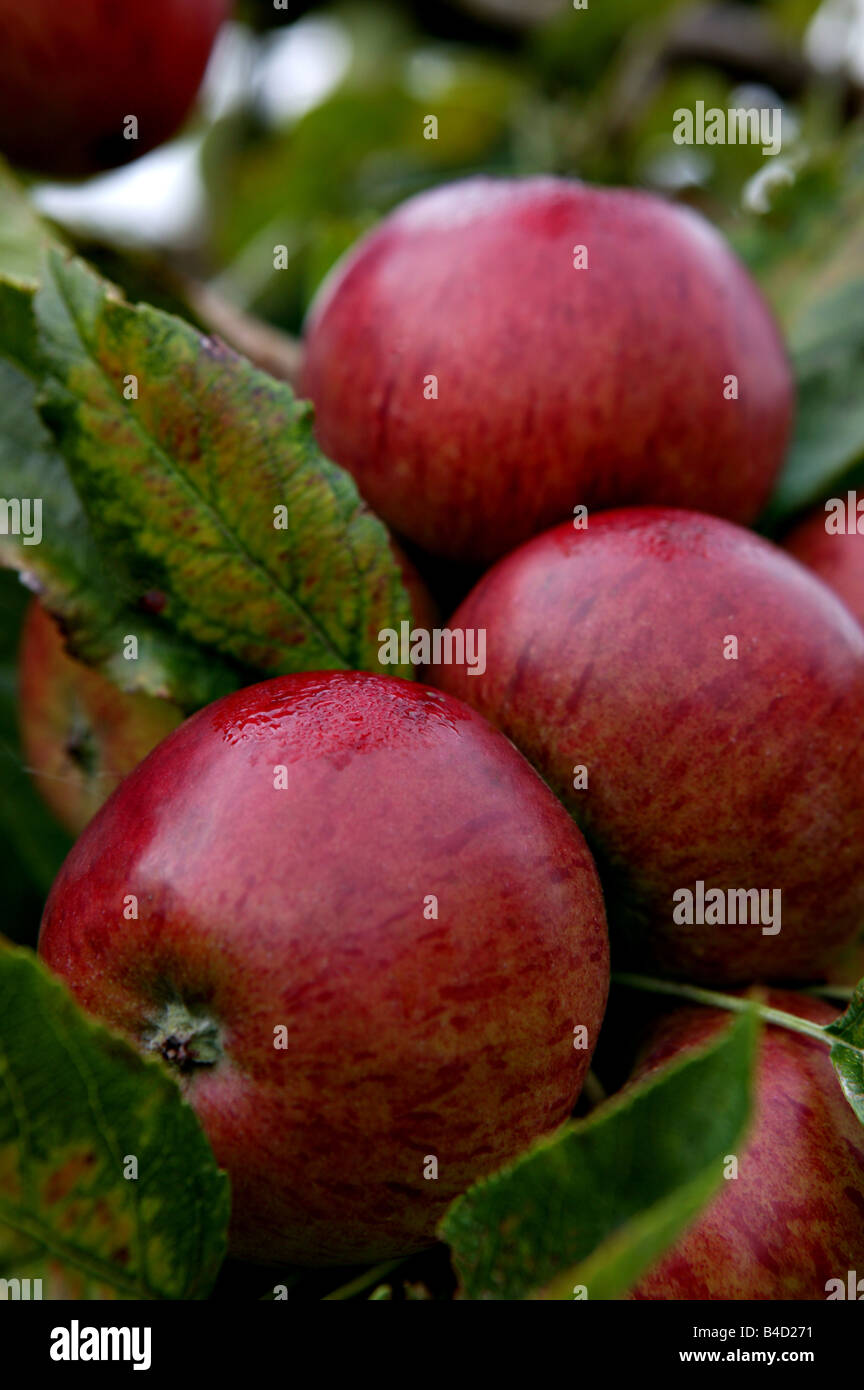 cluster or bunch of red english apples growing in apple tree during