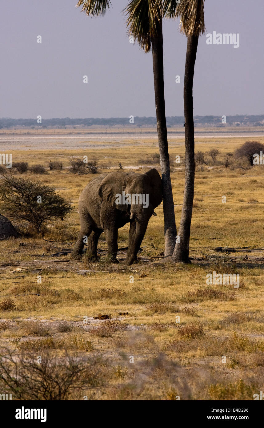 Pushing against tree hires stock photography and images Alamy