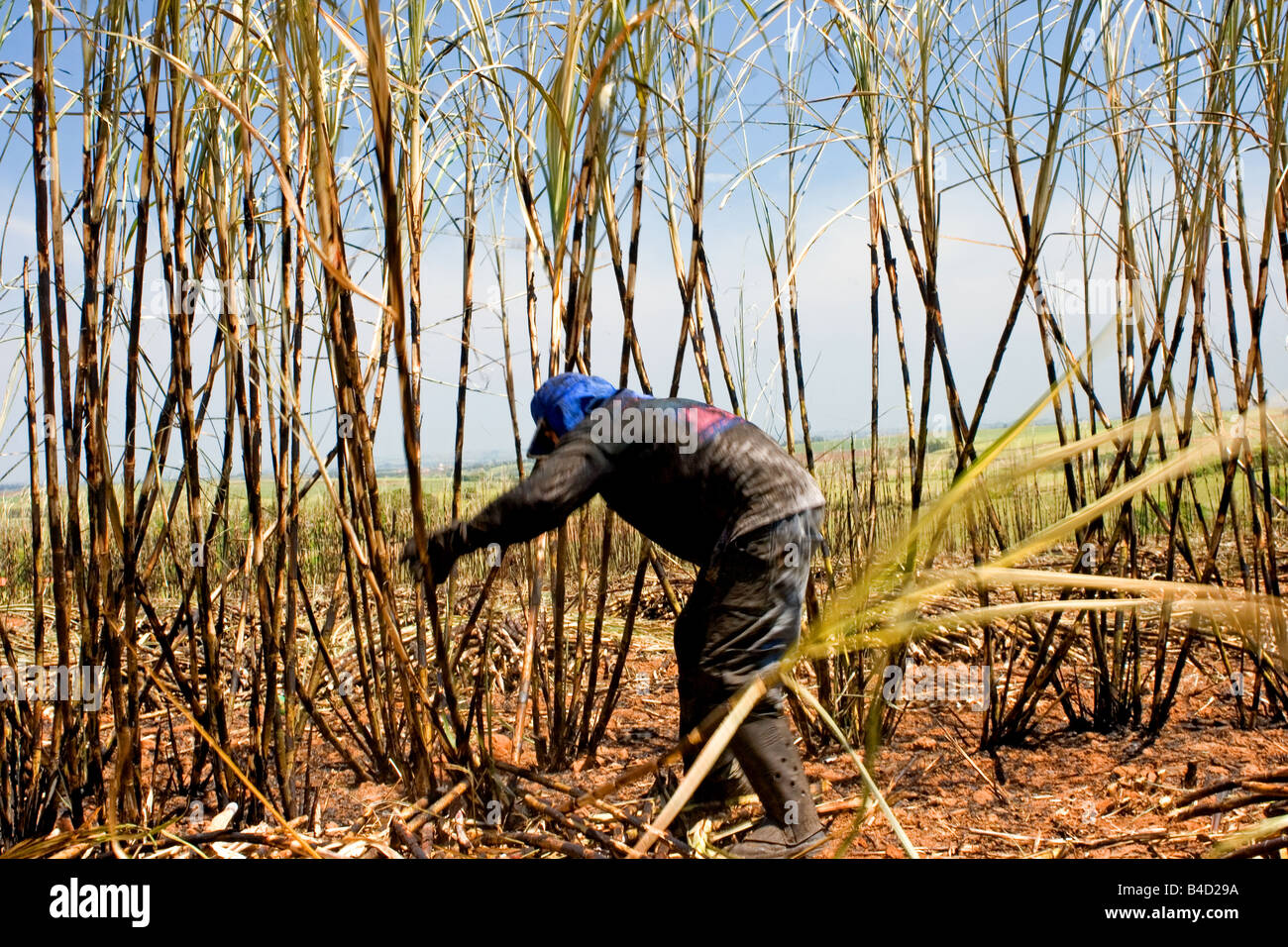 Sugarcane harvest Stock Photo