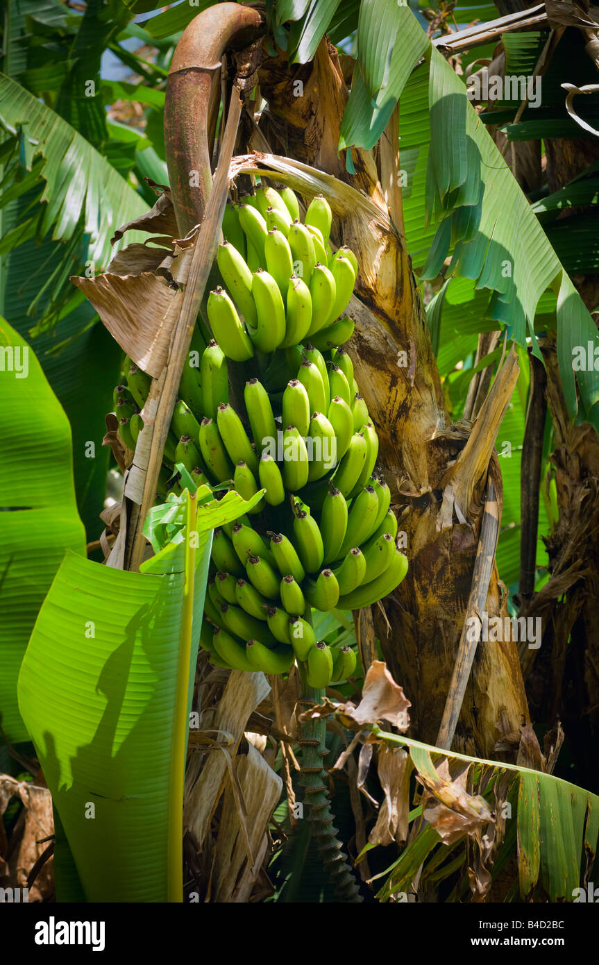 Banana Tree Costa Rica Stock Photos & Banana Tree Costa Rica Stock