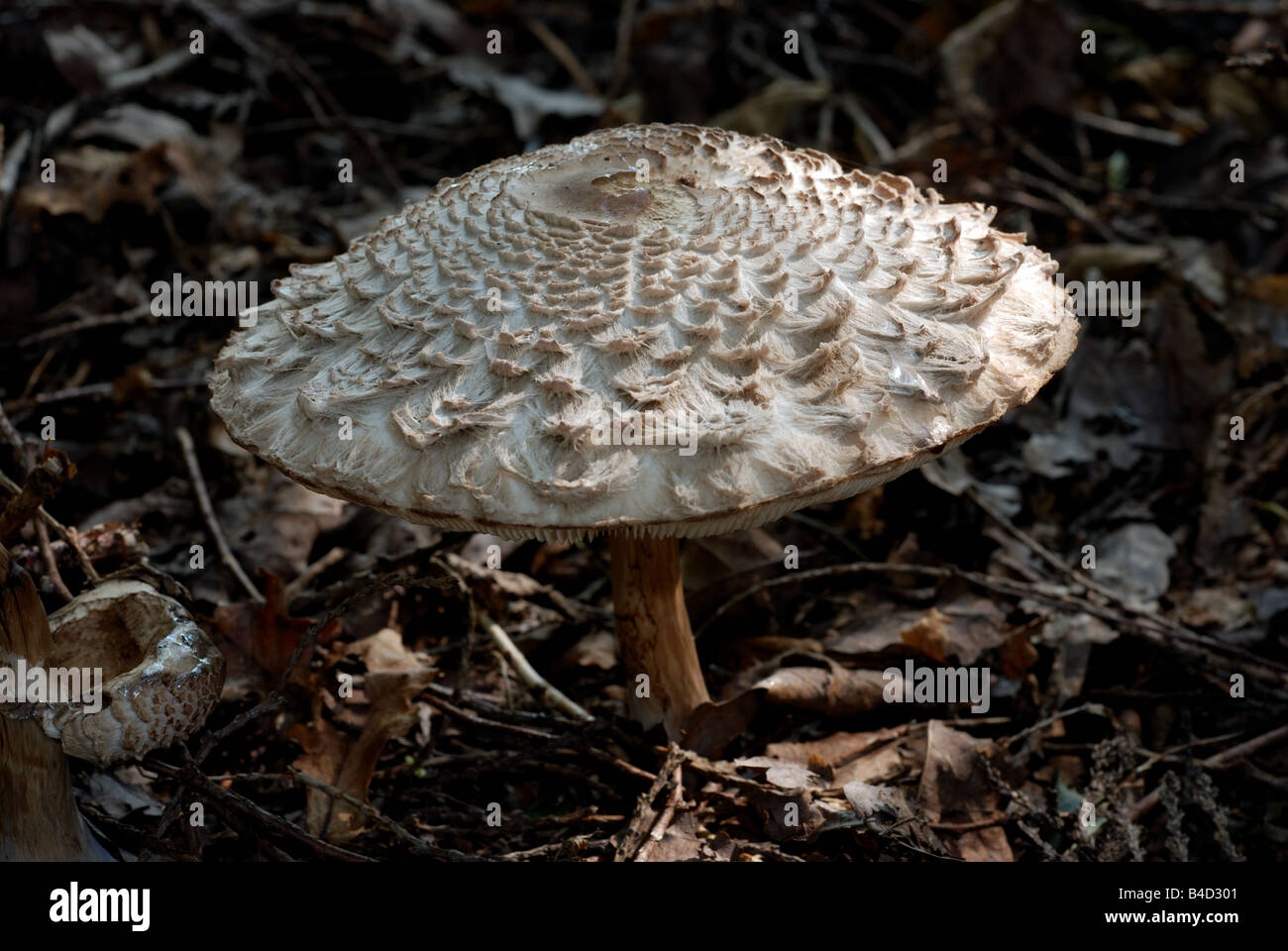 Shaggy Parasol Mushroom, Chlorophyllum rhacodes, in woodland, Warwickshire, UK Stock Photo