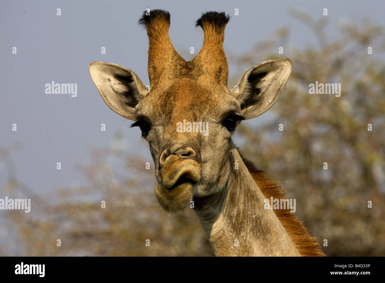 Giraffe chewing on leaves taken off tall trees in Namibia. Stock Photo