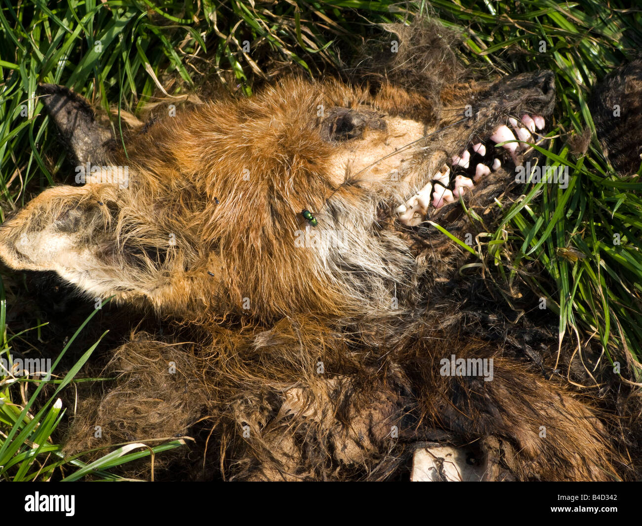 Wildlife dead European Fox in field part eaten by scavengers Stock Photo
