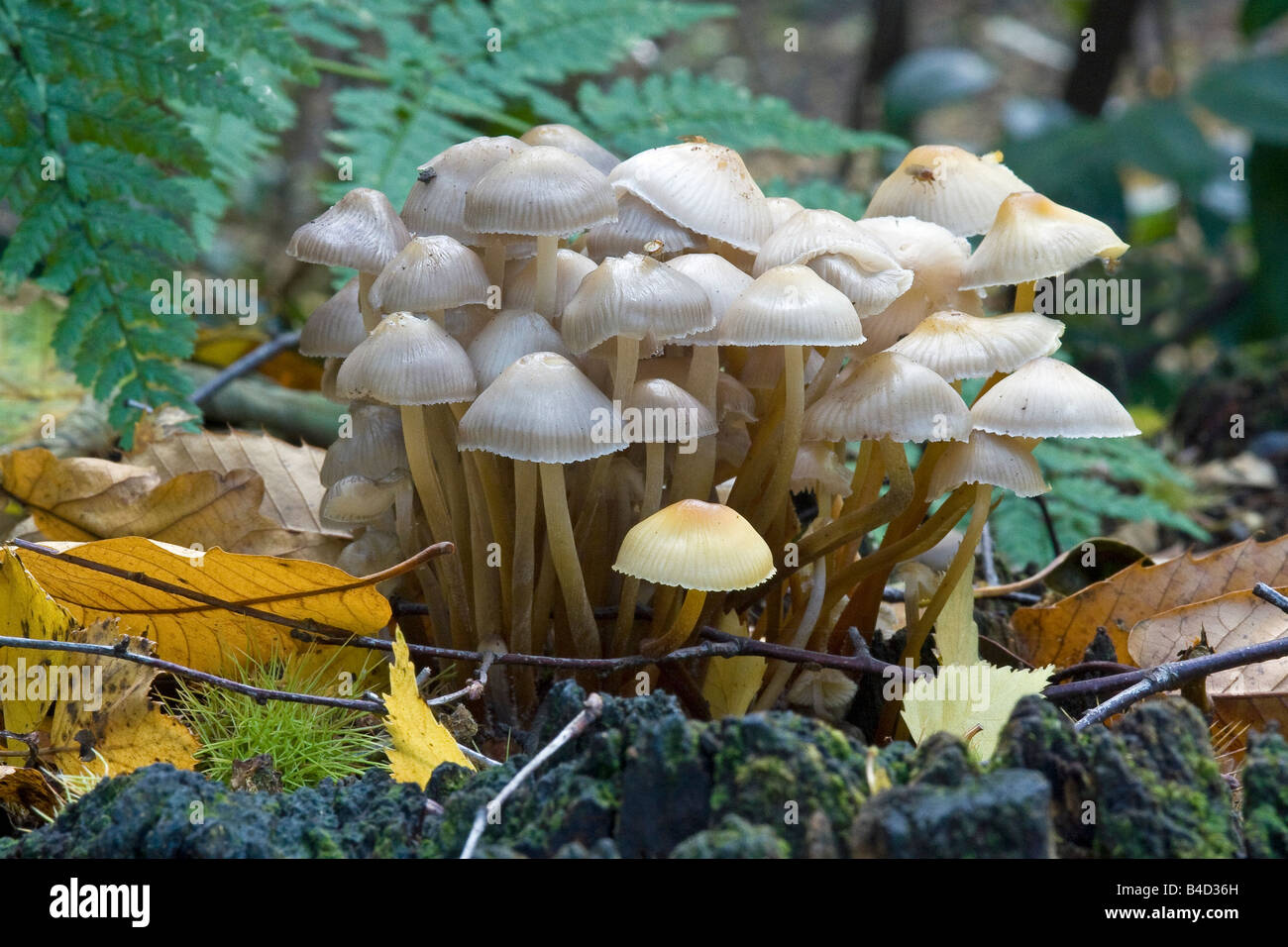 Group of fungi in woodland habitat Stock Photo