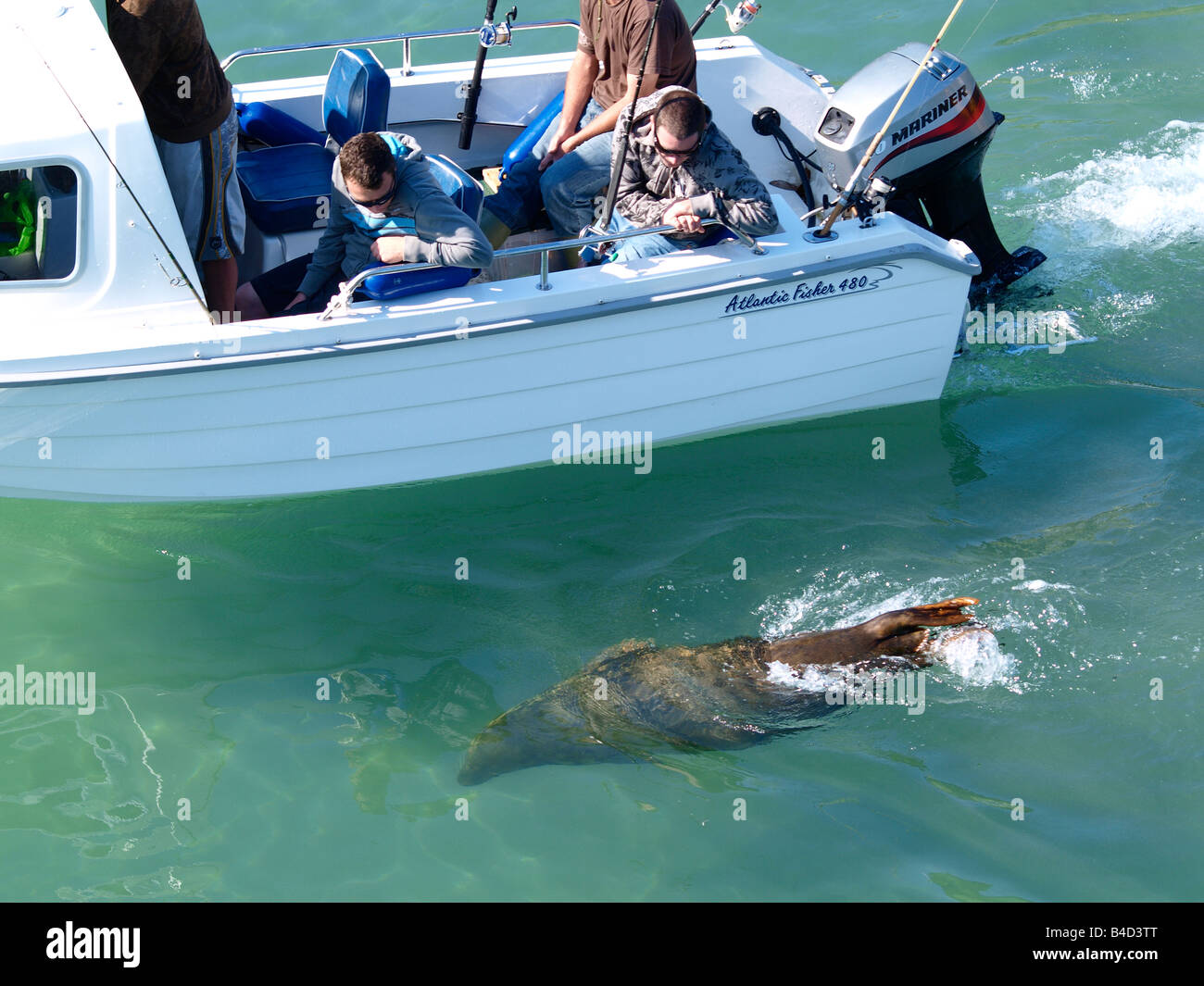 Grey seal, Halichoerus grypus, Swimming alongside of a small boat in Newquay Harbour, Cornwall, England, British isles, UK Stock Photo