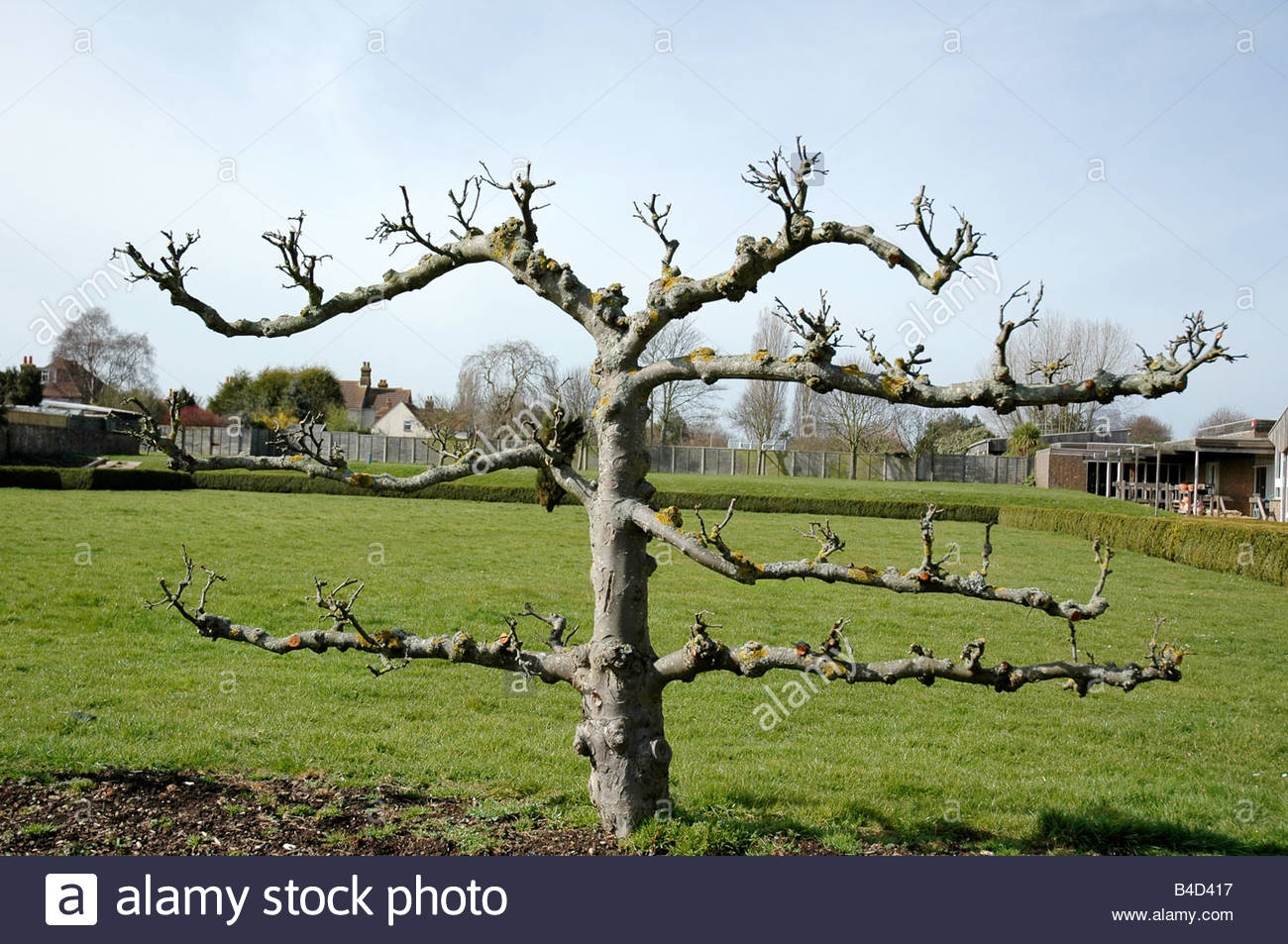 Malus Sylvestris Domestica Stock Photos & Malus Sylvestris Domestica