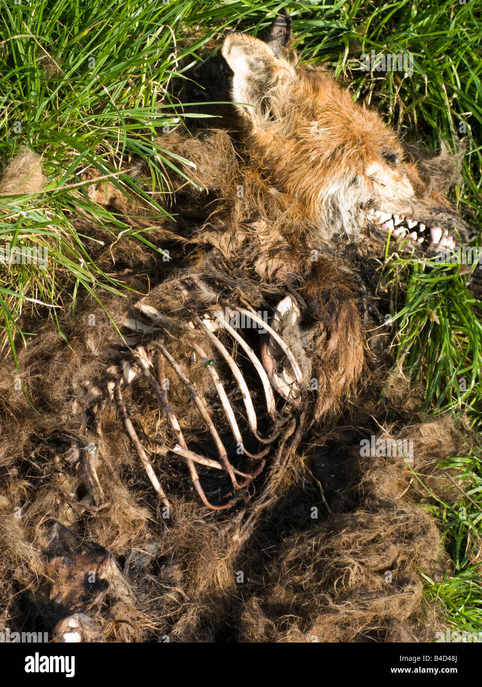 Wildlife dead European Fox in field part eaten by scavengers Stock Photo