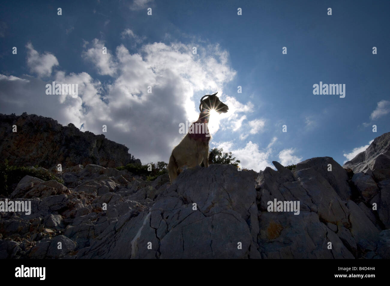 A lone goat on a mountaintop on a rocky greek island Stock Photo