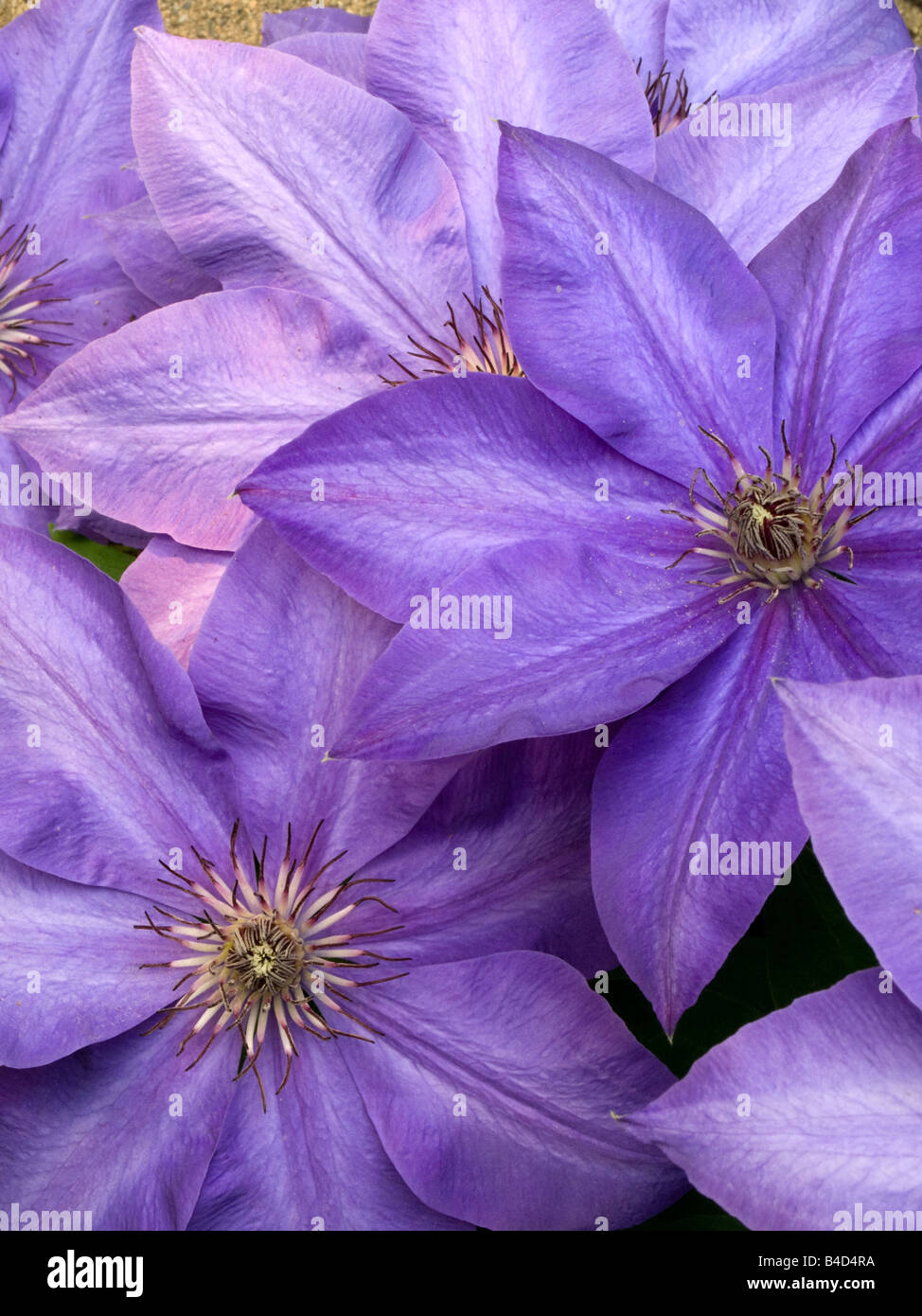 Purple Clematis Blooms Stock Photo Alamy