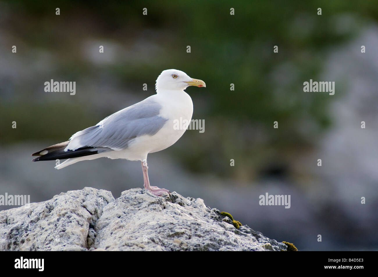 Gull on rock See through Island Blind Pig Channel Voyageurs National Park Minnesota USA Stock Photo