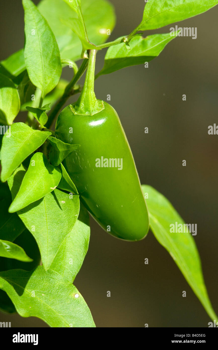 Jalapeno Pepper Plant Stock Photo Alamy