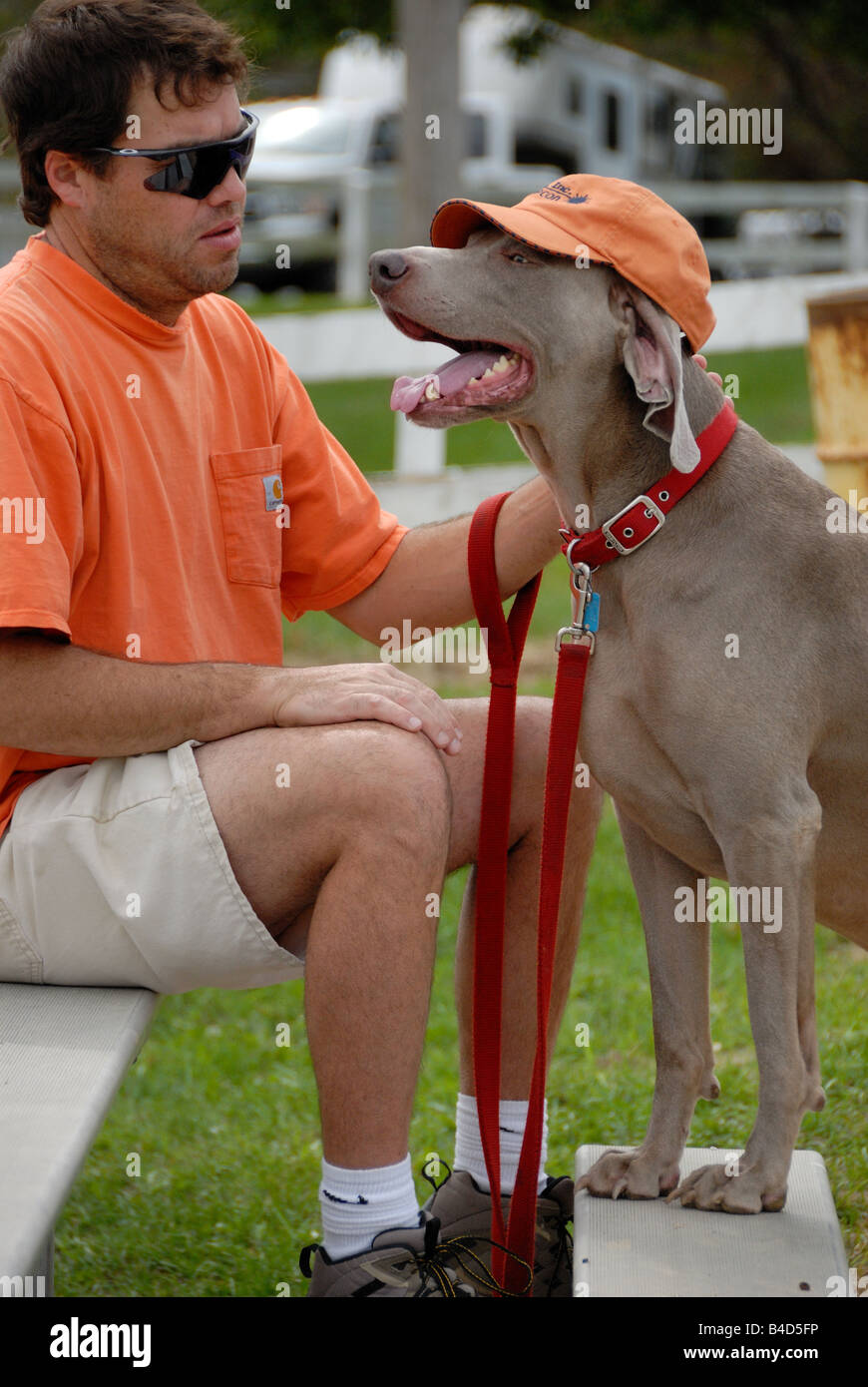 This Weimaraner is wearing an orange baseball cap that matches his master's shirt. Stock Photo