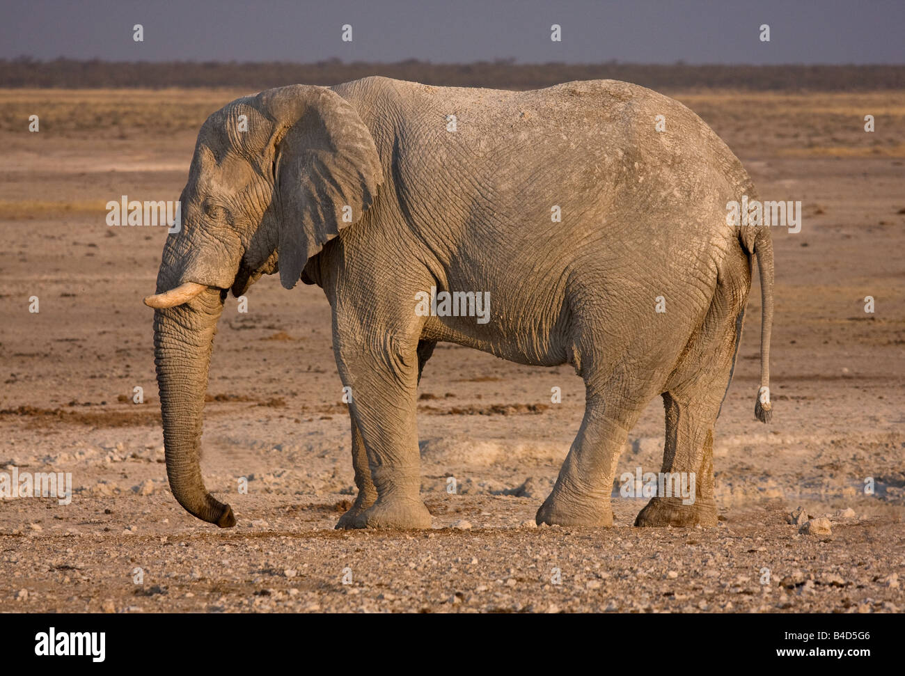 African Bush Elephant approaching waterhole. Stock Photo