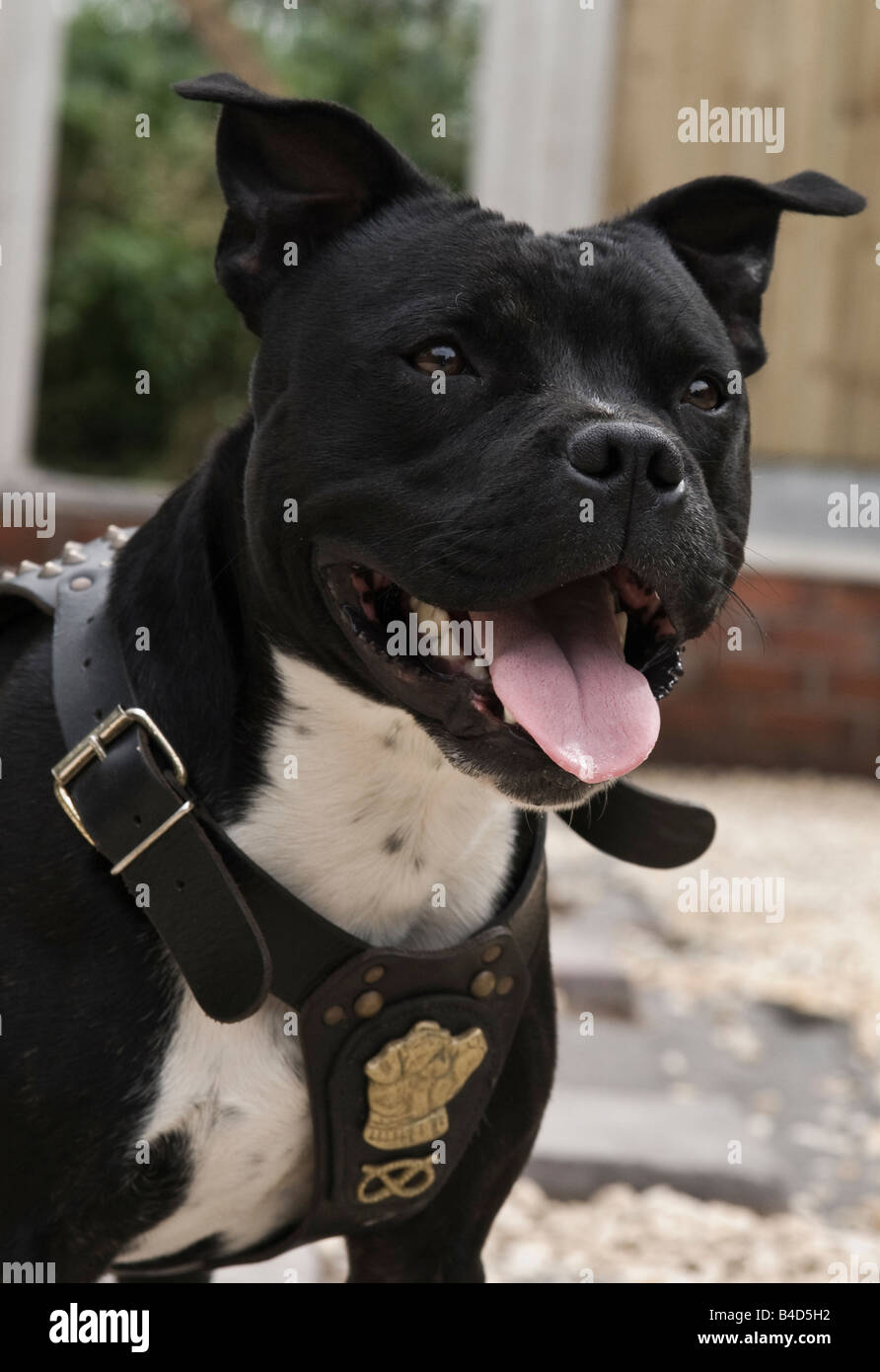 Staffordshire bull terrier aggressive hires stock photography and