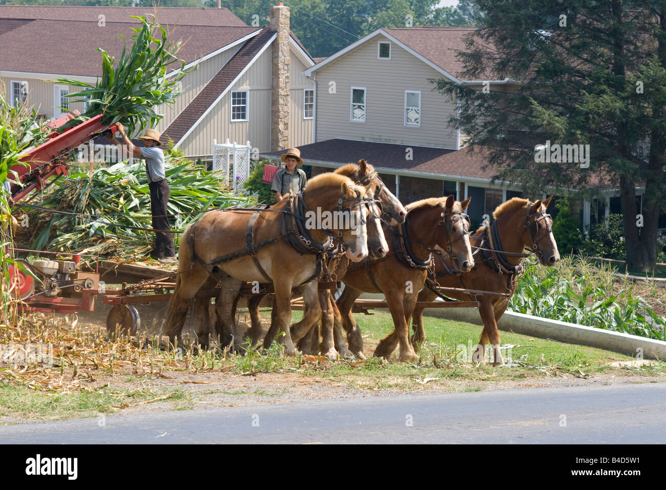 Two Amish farmers working with corn on farm with horsedrawn cart Stock Photo