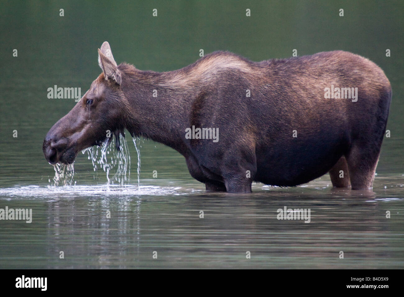 Moose eating plants hires stock photography and images Alamy