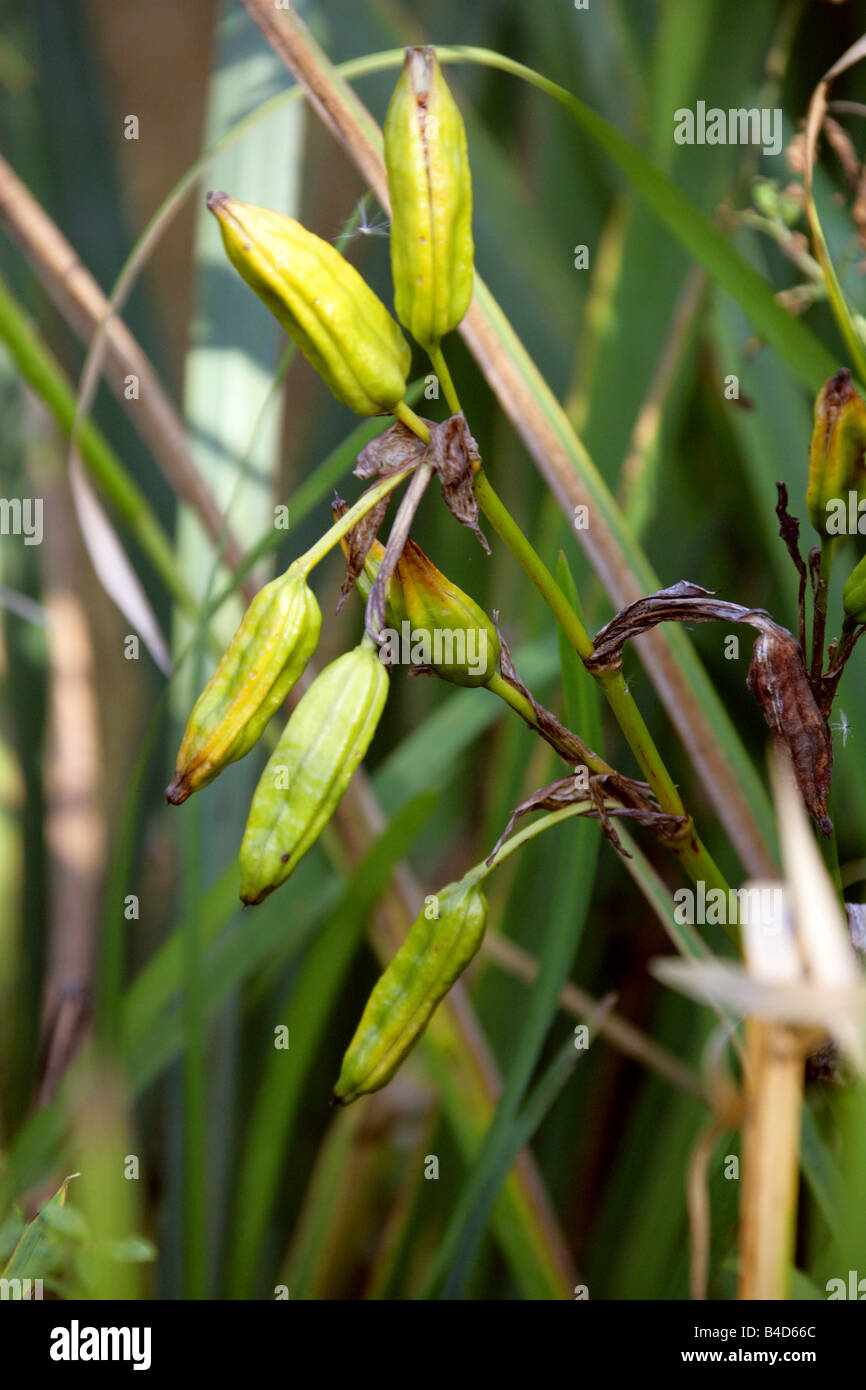 Seed Pods of the Common Yellow Flag, Iris Pseudacorus, Iridaceae Stock Photo